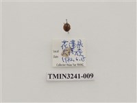 藏品(梵文菌瓢蟲)的圖片